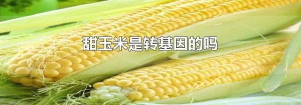 甜玉米是转基因的吗