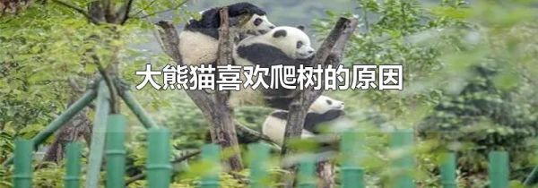 大熊猫喜欢爬树的原因