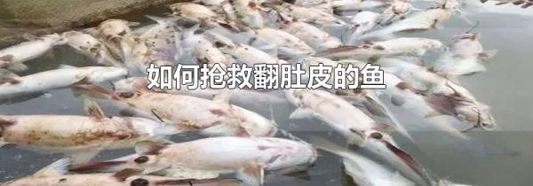 如何抢救翻肚皮的鱼