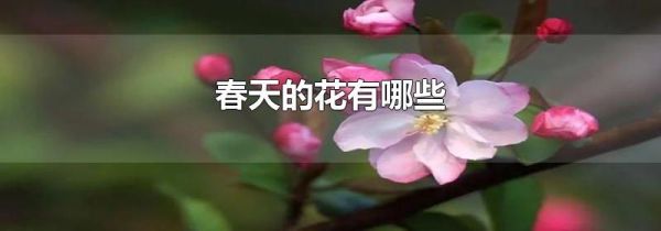 春天的花有哪些