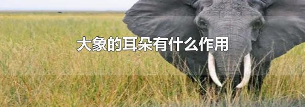 大象的耳朵有什么作用