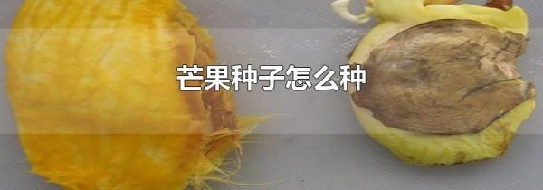 芒果种子怎么种