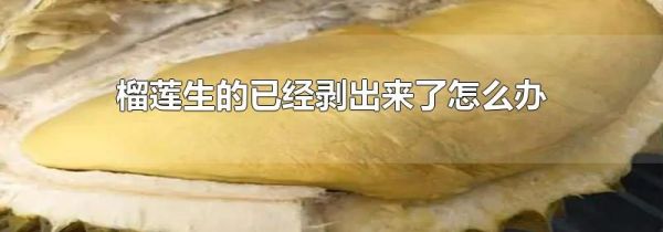 榴莲生的已经剥出来了怎么办
