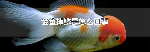 金鱼掉鳞是怎么回事