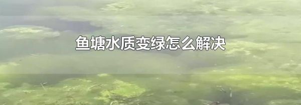 鱼塘水质变绿怎么解决