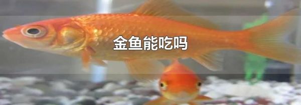 金鱼能吃吗