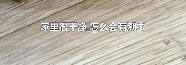 家里很干净 怎么会有潮虫