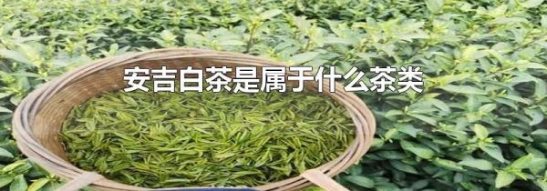 安吉白茶是属于什么茶类