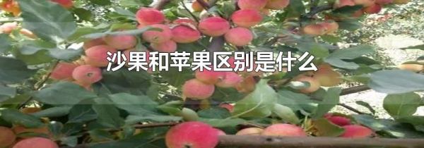 沙果和苹果区别是什么
