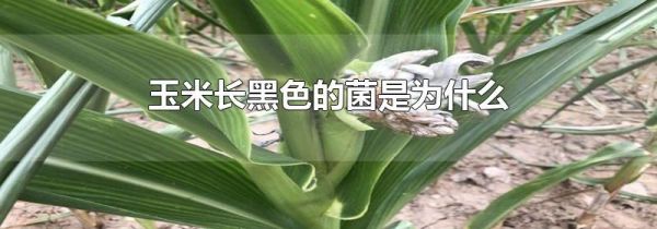玉米长黑色的菌是为什么