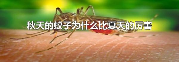 秋天的蚊子为什么比夏天的厉害
