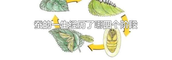 蚕的一生经历了哪四个阶段