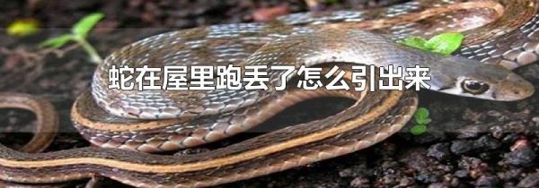 蛇在屋里跑丢了怎么引出来
