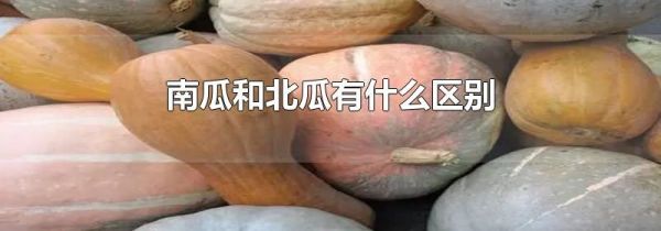 南瓜和北瓜有什么区别