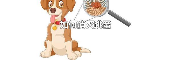 如何消灭跳蚤