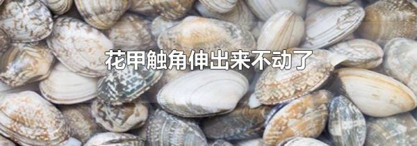 花甲触角伸出来不动了