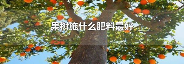 果树施什么肥料最好