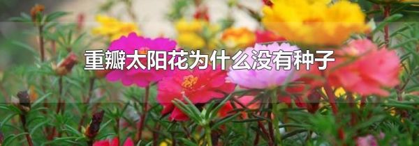 重瓣太阳花为什么没有种子