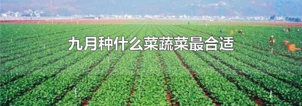 九月种什么菜蔬菜最合适