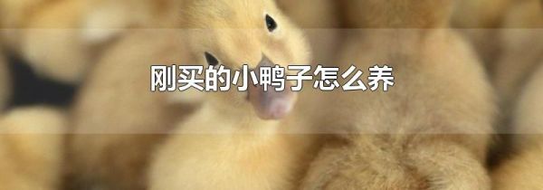 刚买的小鸭子怎么养