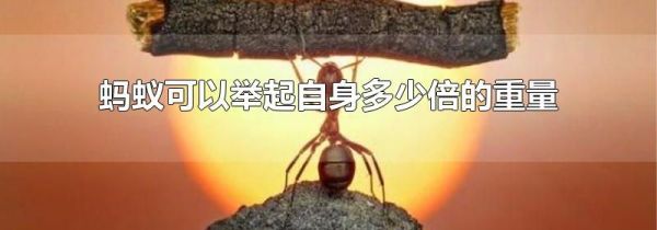 蚂蚁可以举起自身多少倍的重量