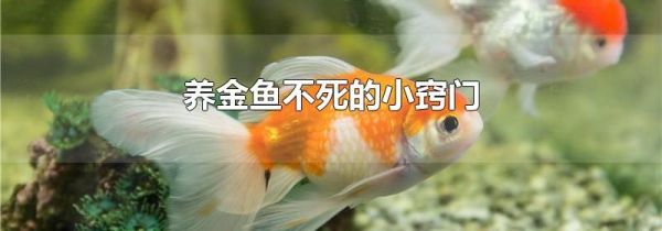 养金鱼不死的小窍门