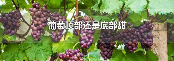 葡萄顶部还是底部甜