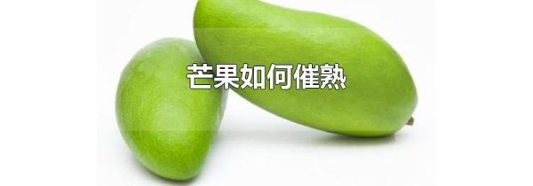 芒果如何催熟