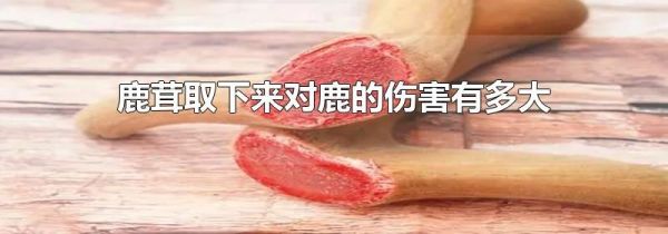 鹿茸取下来对鹿的伤害有多大