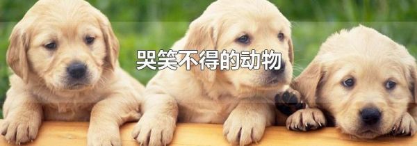 哭笑不得的动物