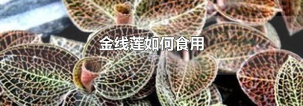 金线莲如何食用