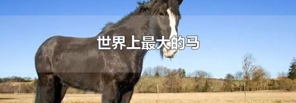 世界上最大的马