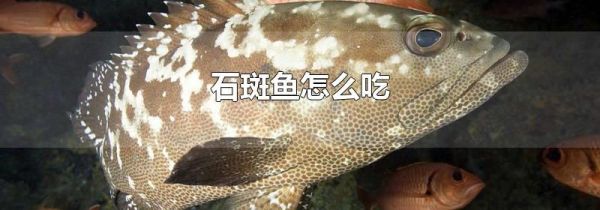石斑鱼怎么吃