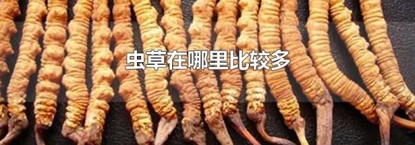 虫草在哪里比较多