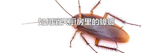 如何消灭厨房里的蟑螂