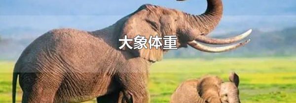大象体重