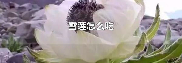 雪莲怎么吃