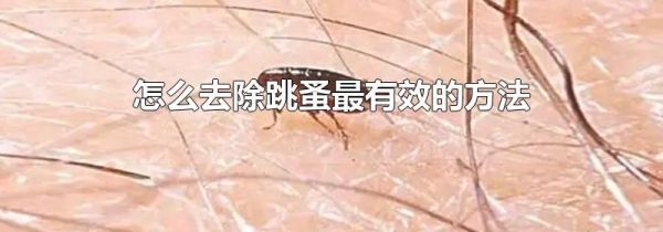 怎么去除跳蚤最有效的方法