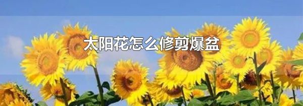 太阳花怎么修剪爆盆