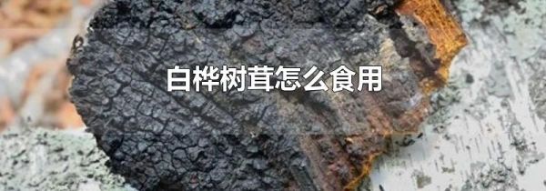 白桦树茸怎么食用