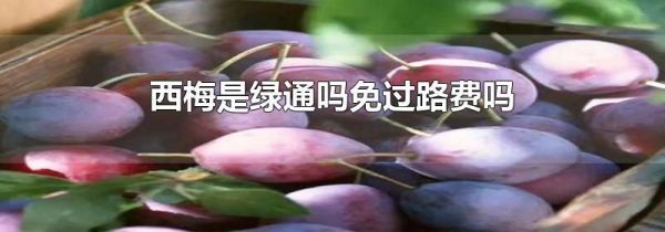 西梅是绿通吗免过路费吗