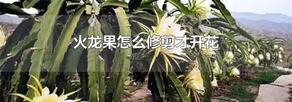 火龙果怎么修剪才开花
