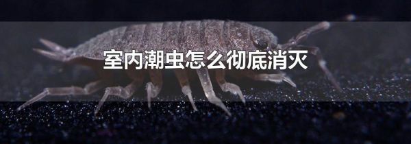 室内潮虫怎么彻底消灭