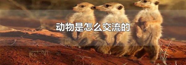 动物是怎么交流的