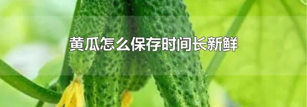 黄瓜怎么保存时间长新鲜