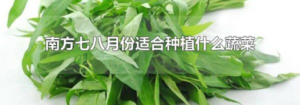 南方七八月份适合种植什么蔬菜