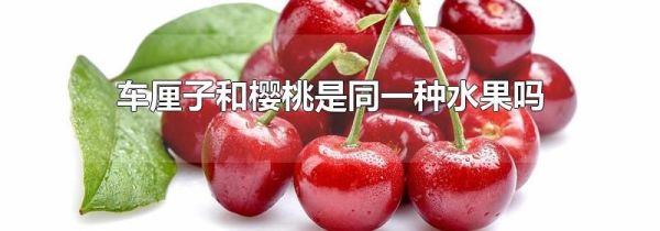 车厘子和樱桃是同一种水果吗