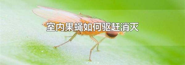 室内果蝇如何驱赶消灭