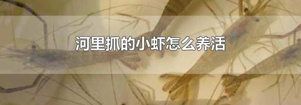 河里抓的小虾怎么养活