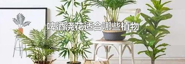 啤酒浇花适合哪些植物